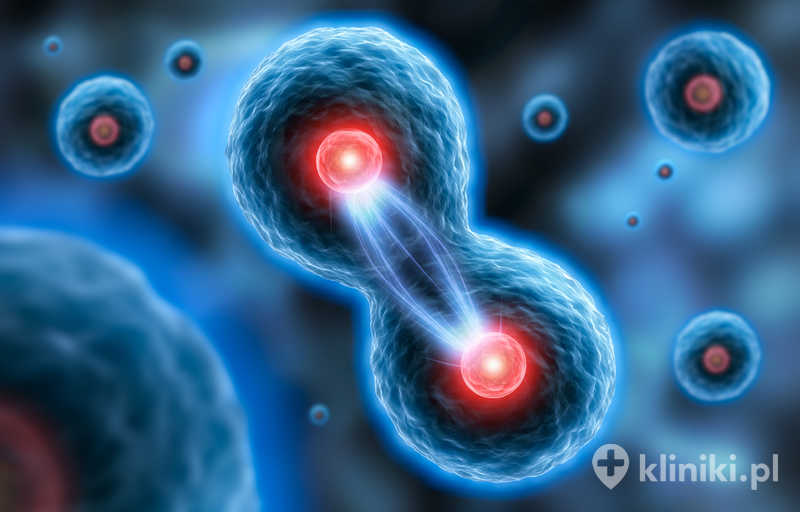 Komórki macierzyste występują m.in. w szpiku kostnym i krwi pępowinowej Komórki macierzyste występują m.in. w szpiku kostnym i krwi pępowinowej